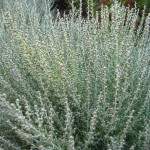 Artemisia Taurica