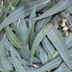 Eucalyptus Smithii Oil