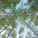 Eucalyptus Oil Radiata