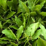 Organic Laurel Leaf Oil