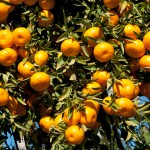 Tangerine and Tangelo Oil