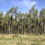 Eucalyptus Oil Citriodora