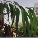 Eucalyptus Citriodora