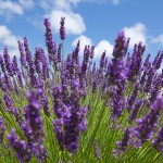 Lavender Oil Spike