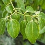 Cinnamon Leaf Oil