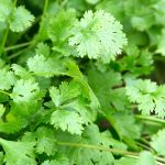 Coriander Oil