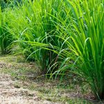 Lemon Grass