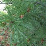 Pine Pumllionis
